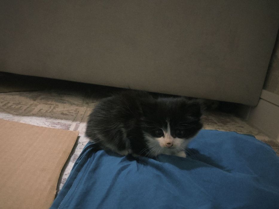 Отдам котят в хорошие руки