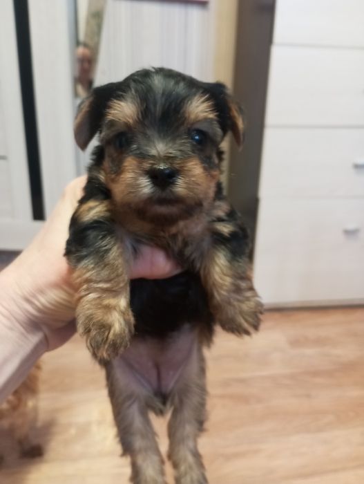 Продажа щенков Йорка