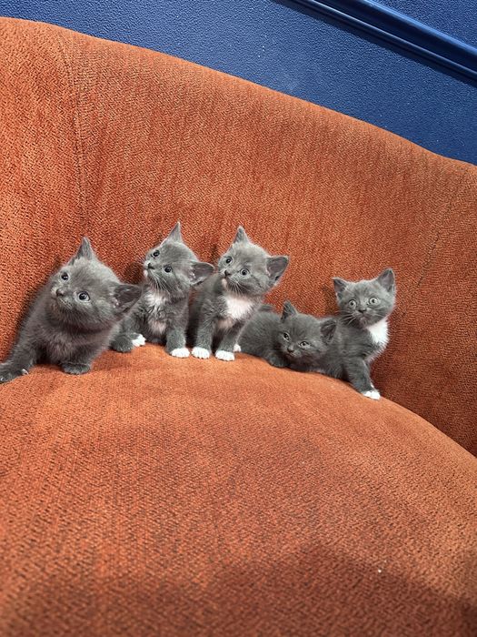Отдам ДАРОМ котят