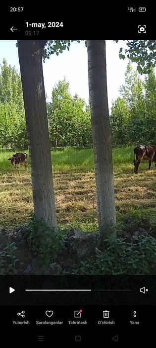 Daraxt sotiladi 125 ta