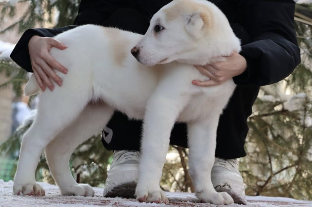 Щенки САО Алабая