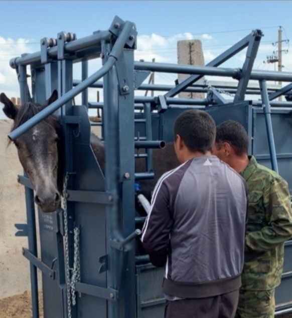 Фиксатор (раскол) жылқыға, ірі қара малға