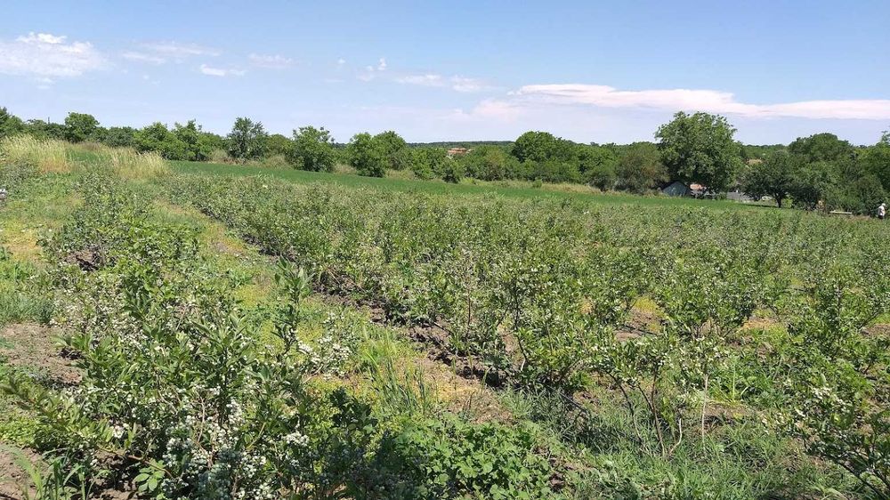 Американска боровинка - храсти