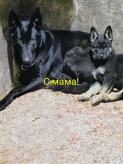 Канадски вълци малки.