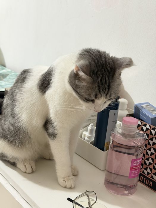 Отдаем Кошку