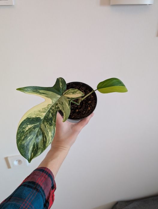 Филодендрон Маска вариегатный