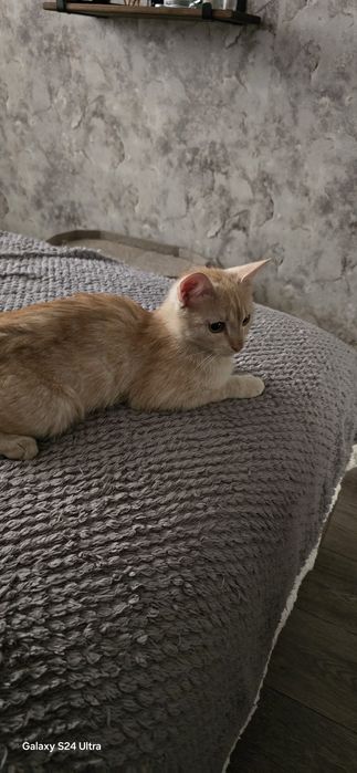 Пристраивается котёнок