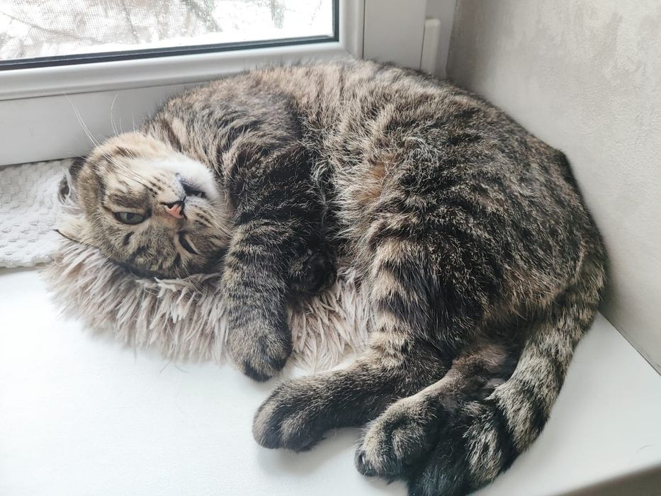 Кот в добрые руки