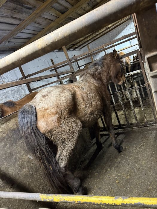 Байтал две головы