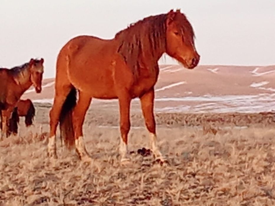 Айғыр сатылады үйірде жүр