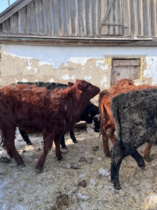Продам телочек Ангус 7 голов, 3.5 млн