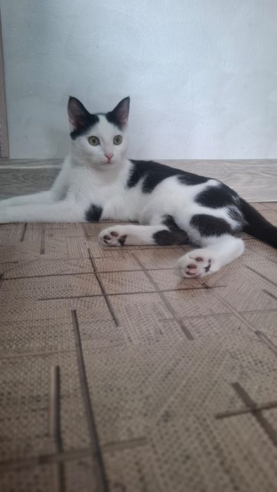 Котёнок мальчик даром