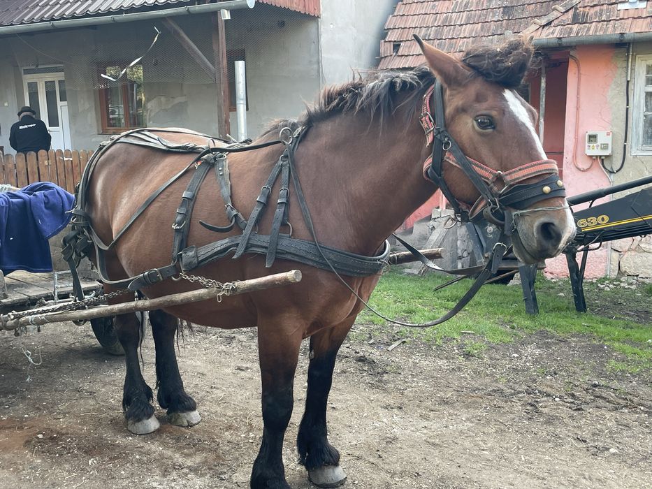 Iapa de vinzare