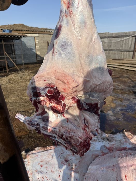 кашар 3500 тг кг