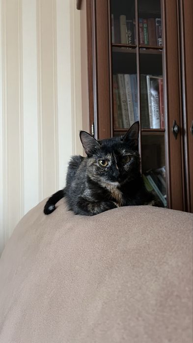 Отдаем кошку бесплатно