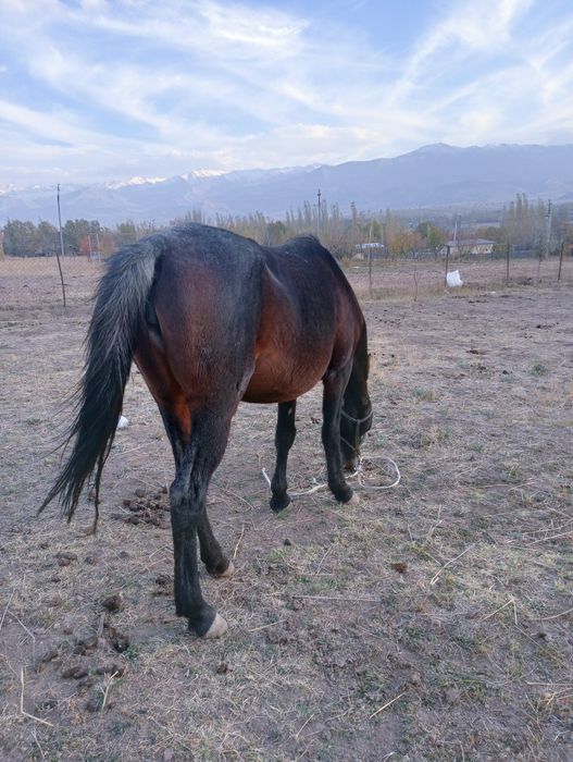 Алғаш рет анальды секс туралы порно видео