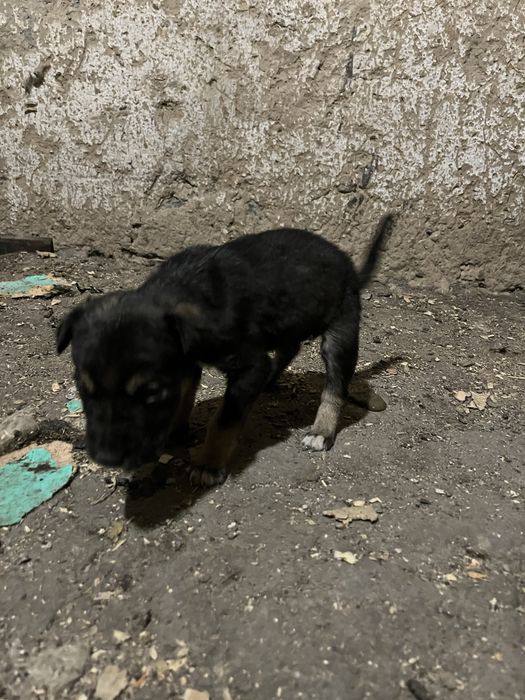 Тазы кушыктеры сатылады