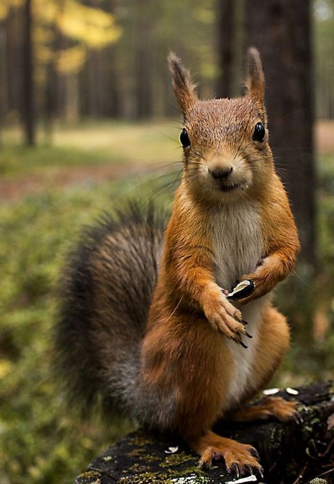 Олмахон кунок белка