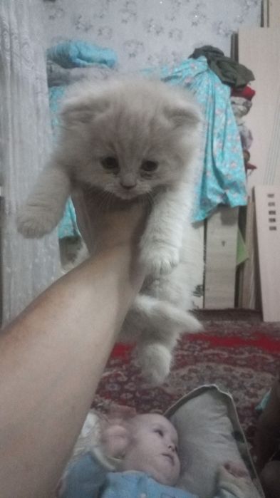 Шотланская мысык