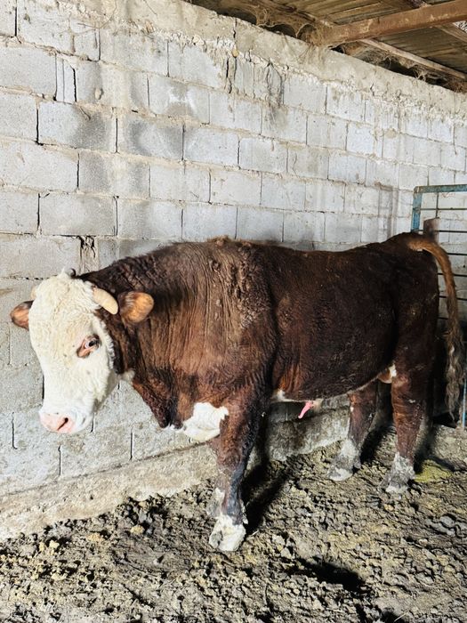 Буқа сатылады Герофорт