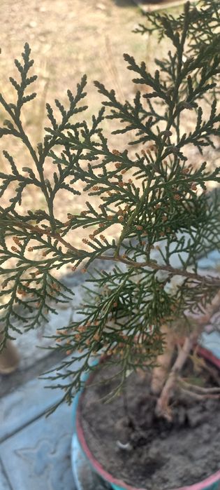 Продам дерево туи