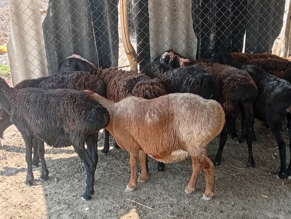 Egizchi boʻgʻoz ona qoʻylar sotiladi Dexqonchlik