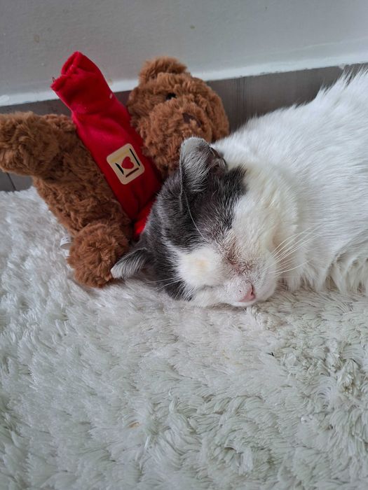 Adoptie cuplu de pisica cauta curte, se aduc in tara