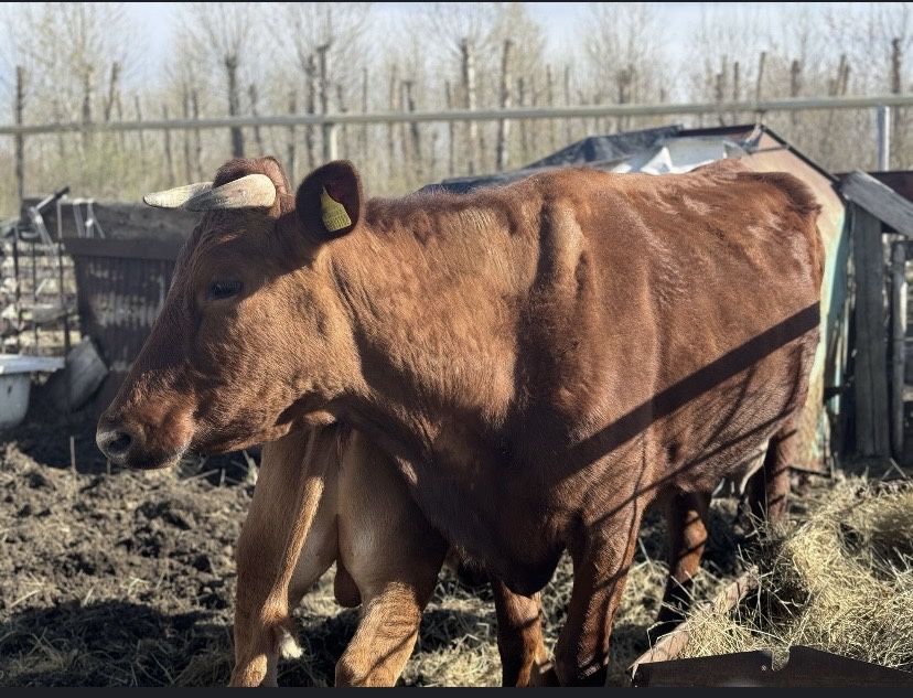Продам корову с подсосным теленком, 3