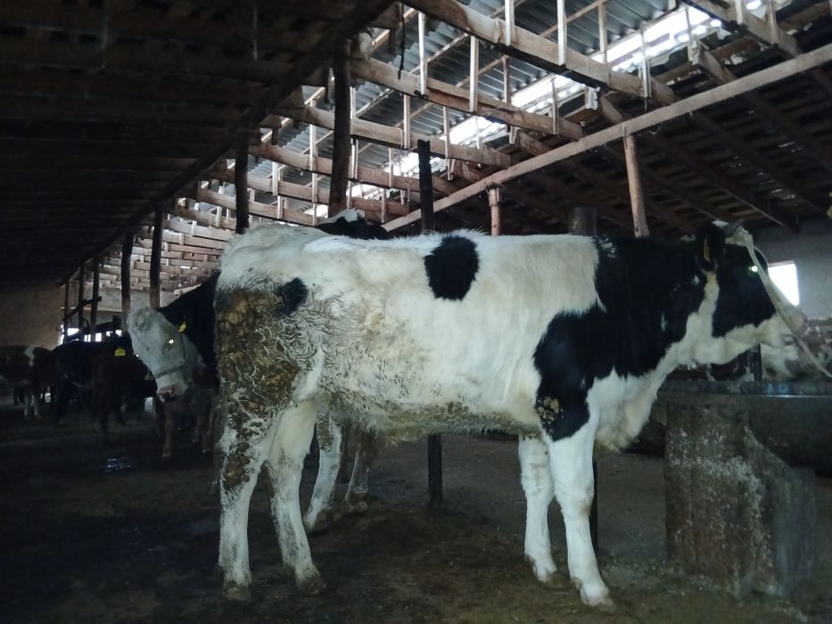 Гунажин Парода Сотилади