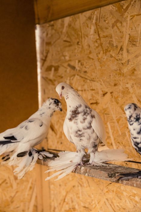 Голуби     продажа