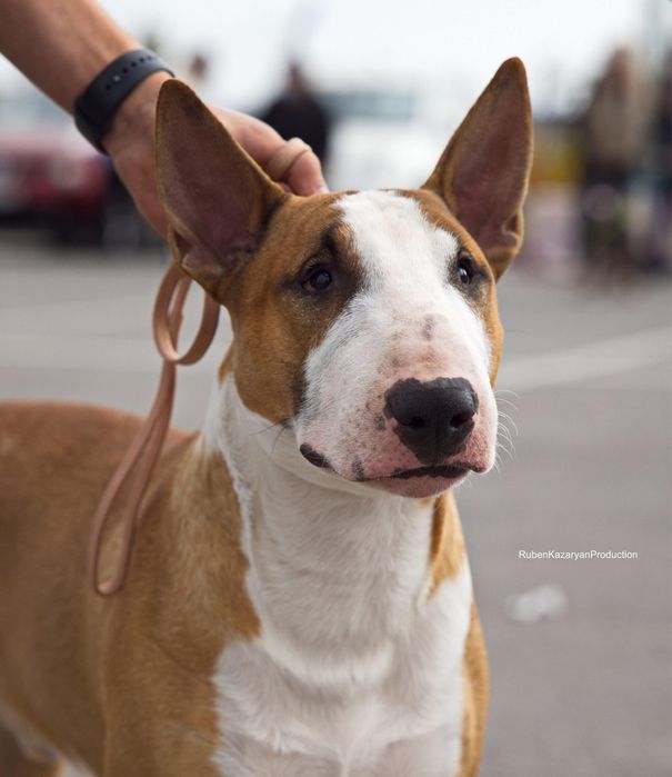 Английский бультерьер открыт для вязок