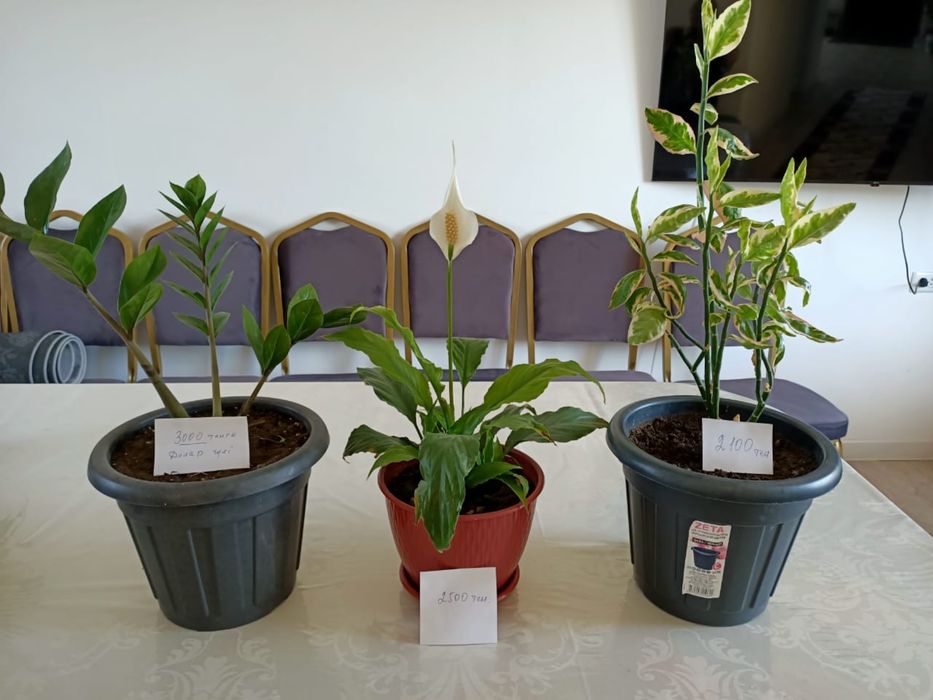 Распродажа комнатных цветов