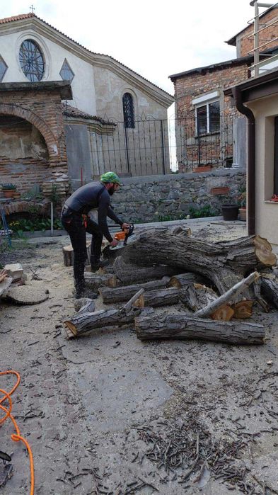 Премахване на опасни клони и дървета | Резитба | Грижа за дърветата