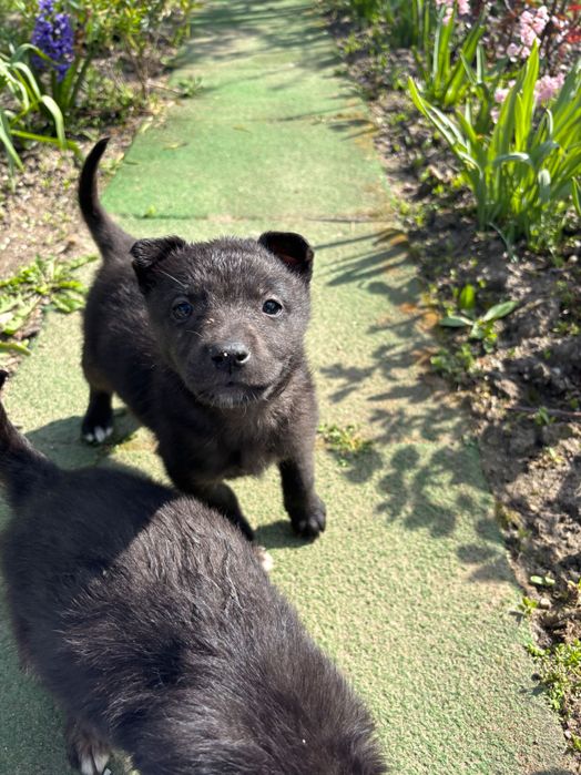 Adoptie căței în vârstă de 2 luni