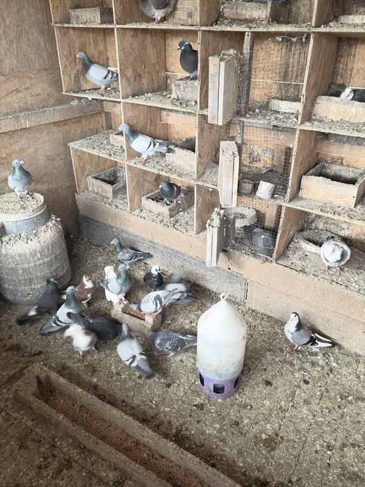 Desfiintez voliera porumebi