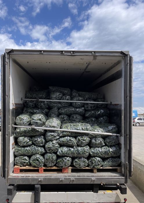 Castraveti-ogórki-Огурцы