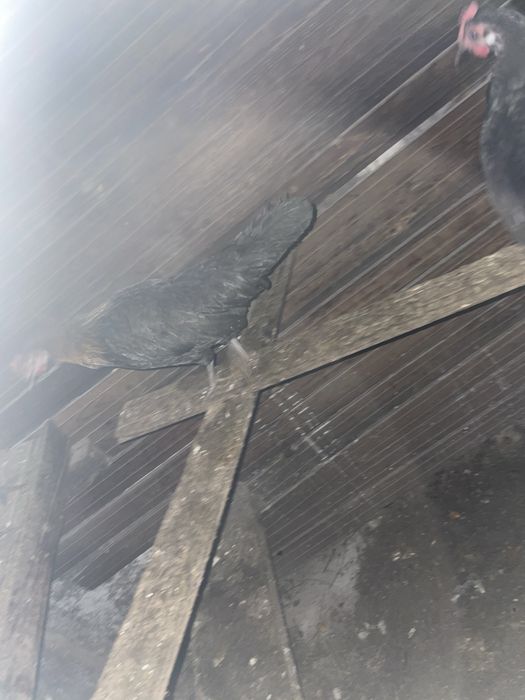 Феникс темный куры