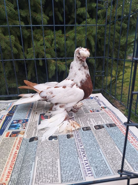 Продам самку капканку