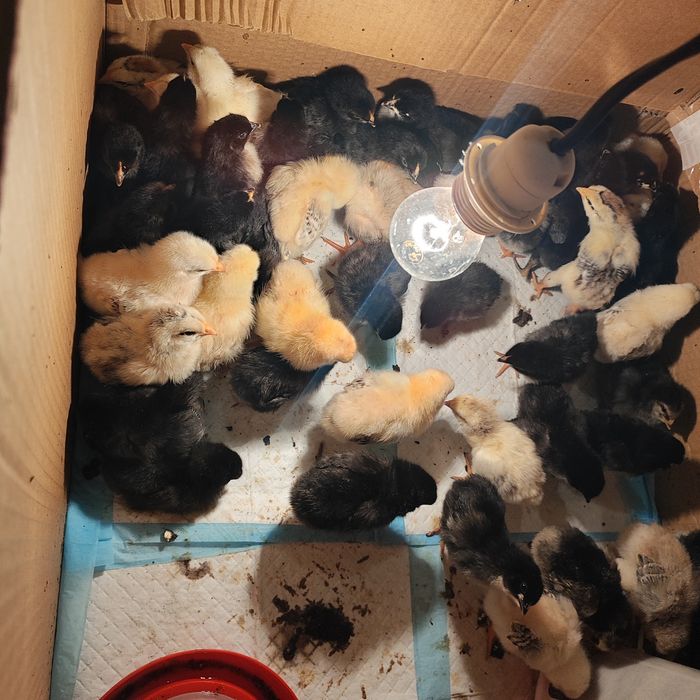 Пилета, селски , виандот, маран, микс