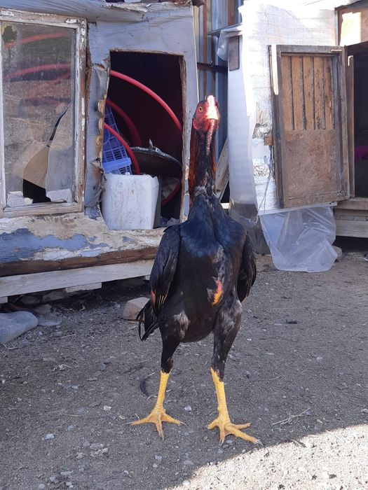 Бойцовие петушки