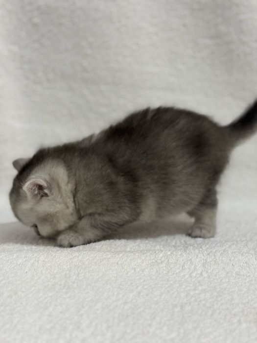 Продается котенок (девочка)