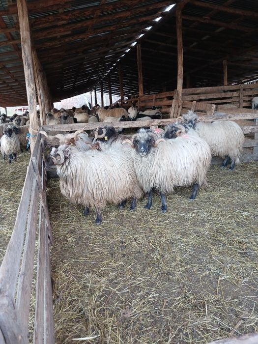 Berbeci Disponibili!!