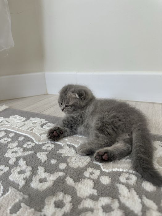 продаётся милые котята пародисты 100k 120k