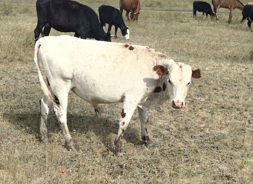 Продам корову, бычка