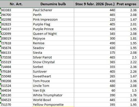 Bulbi de lalele, narcise si zambile - Lichidare de stoc! Pret engros!