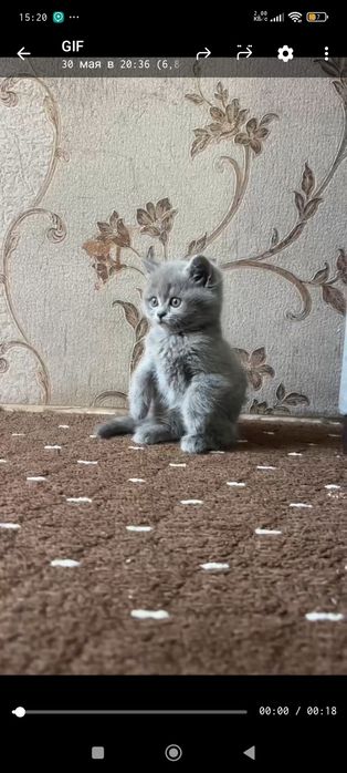СКОТТИШ ФОЛД  Skottish fold