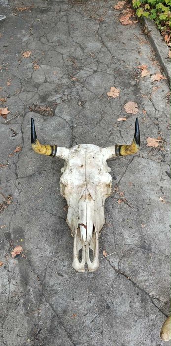Черепи на крава най-новото