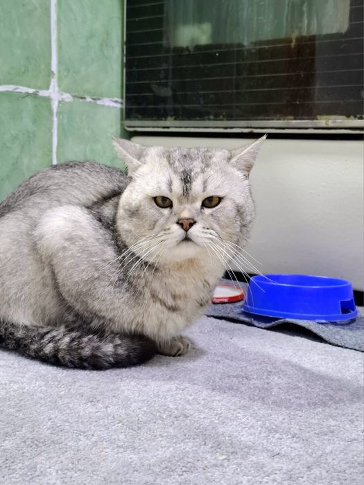 Продам срочно британский шиншилла серебристый страйт чистокровный маль