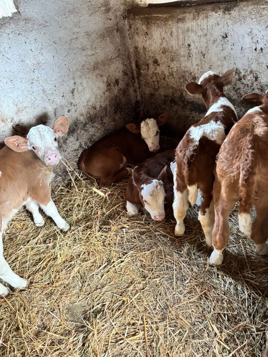 Vitei sugari de vanzare