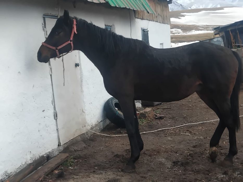 Таза қанды айғыр сатылады